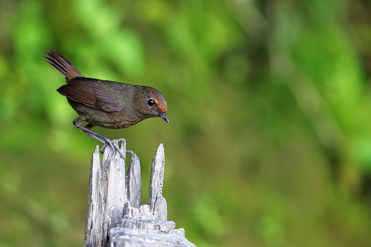 祝你，春至有花，秋临有果。