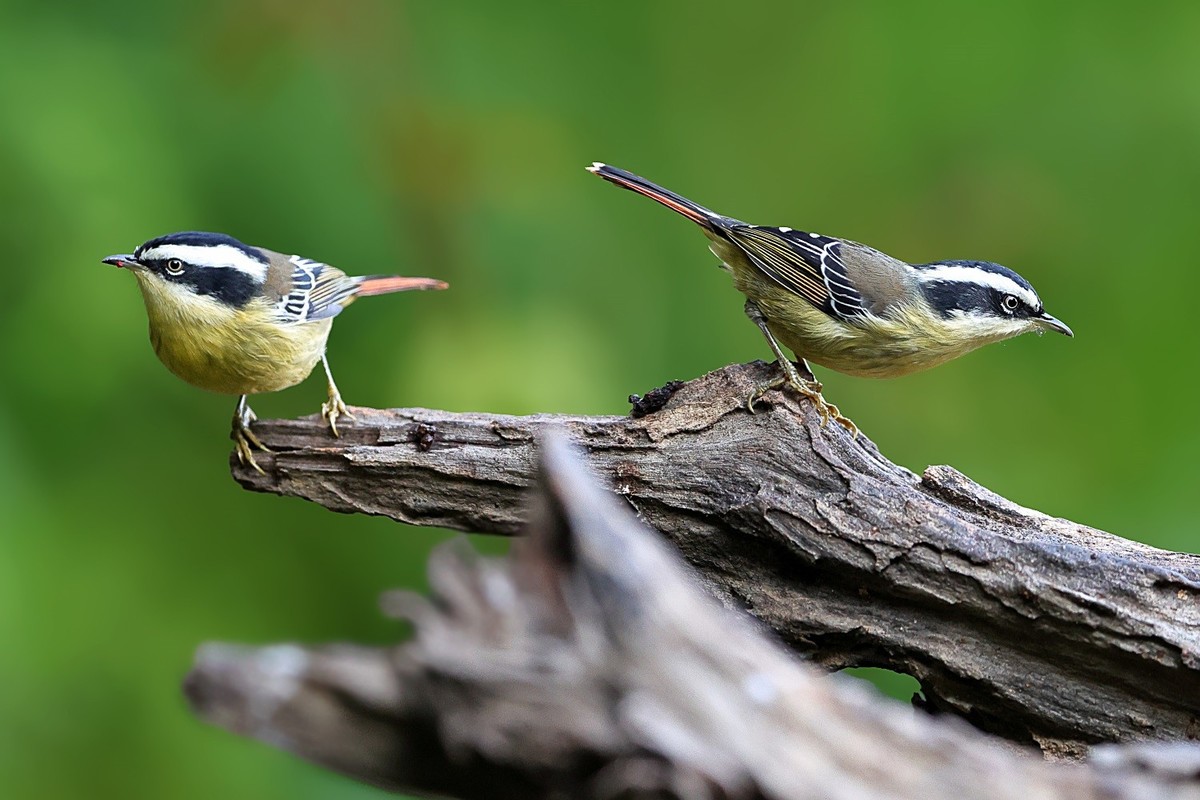 祝你，春至有花，秋临有果。