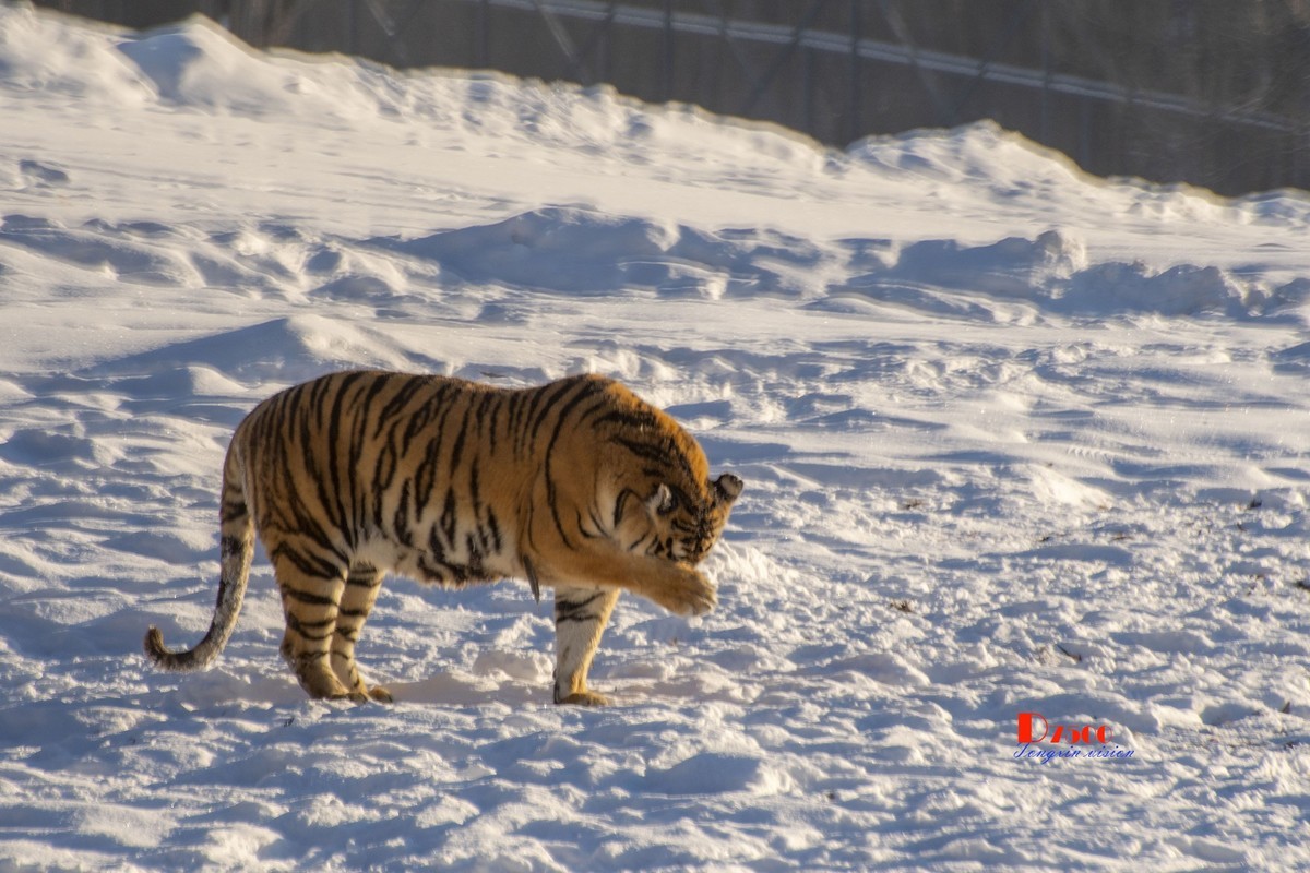 东北虎林园（49）