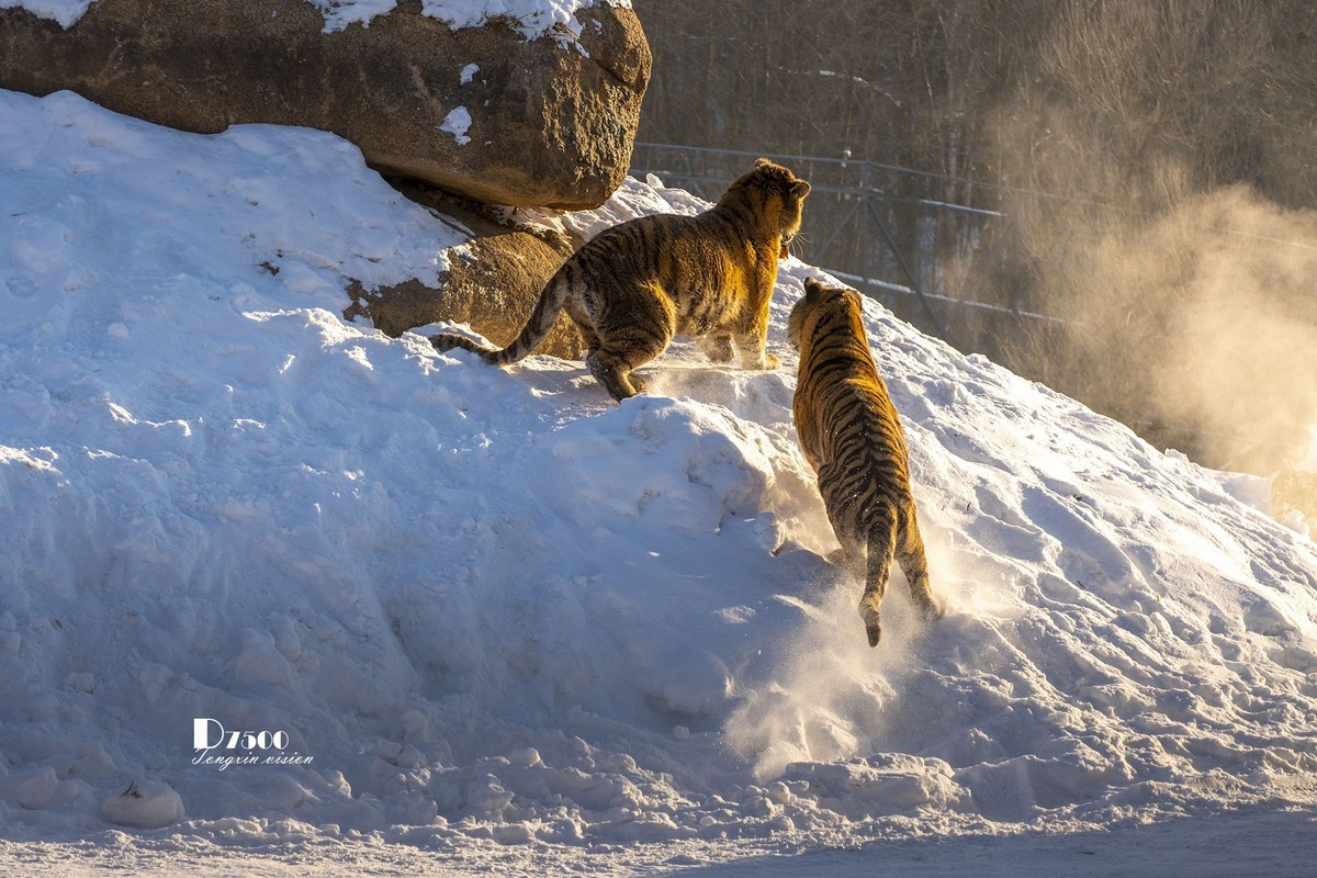 东北虎林园（49）