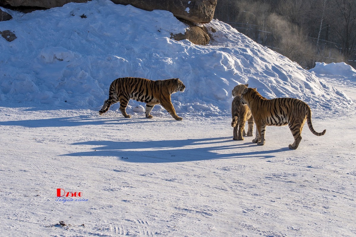 东北虎林园（49）