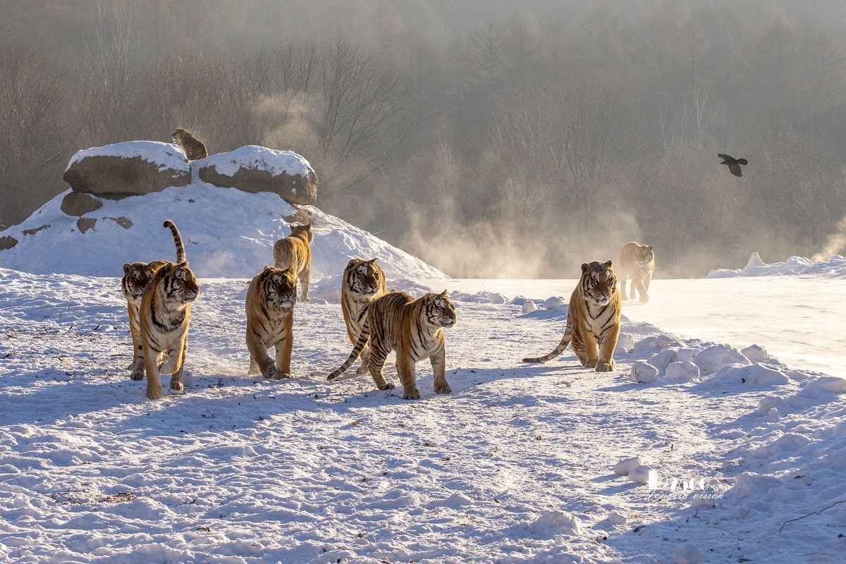 东北虎林园（49）