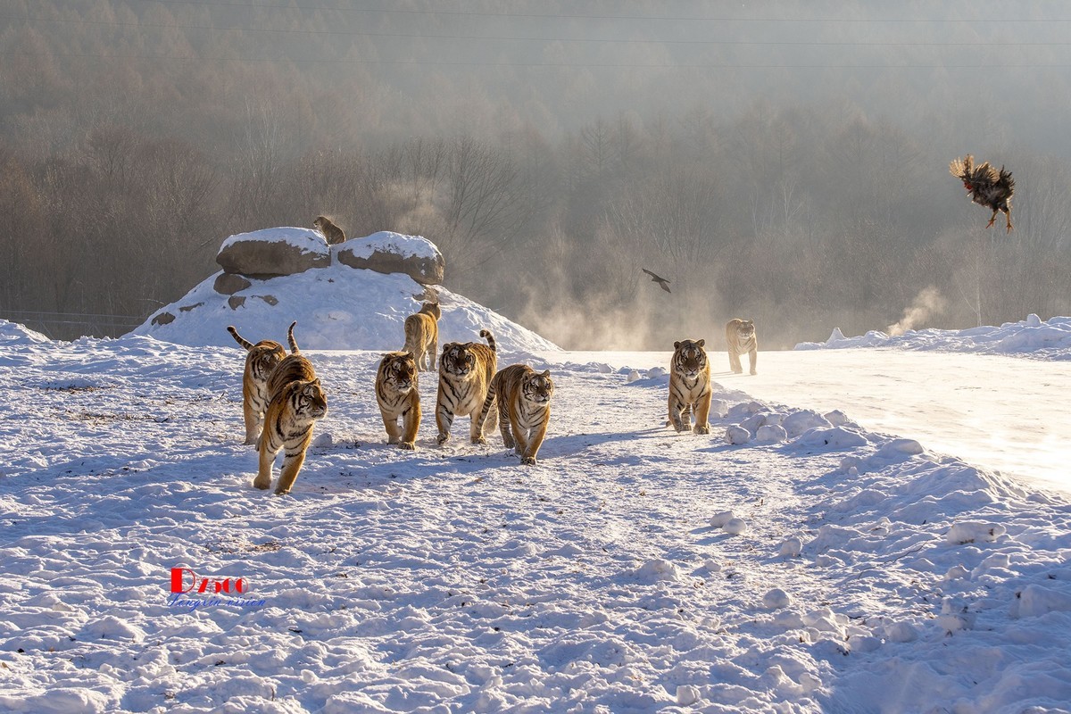 东北虎林园（49）