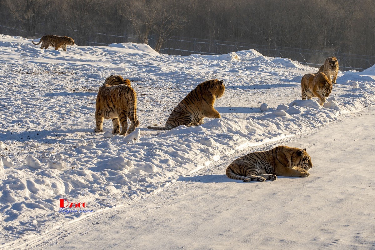 东北虎林园（49）