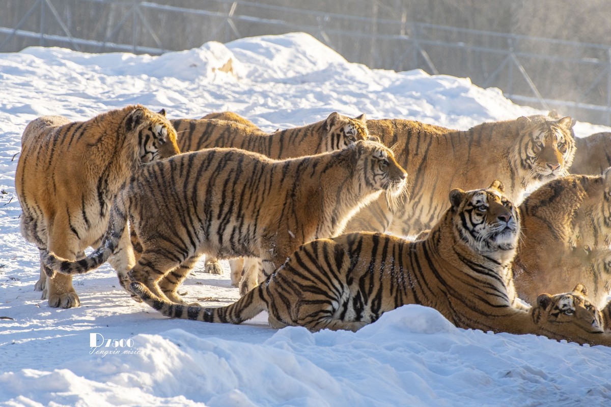 东北虎林园（49）
