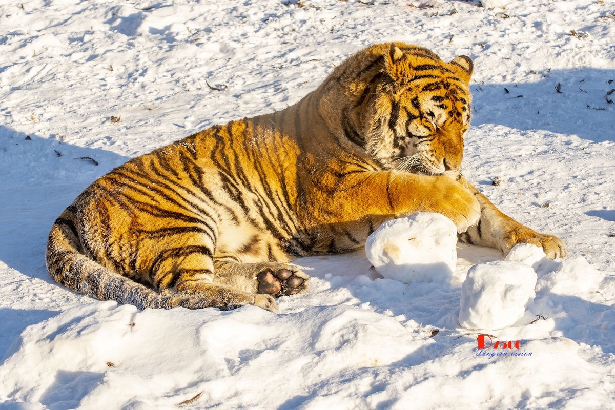 东北虎林园（49）