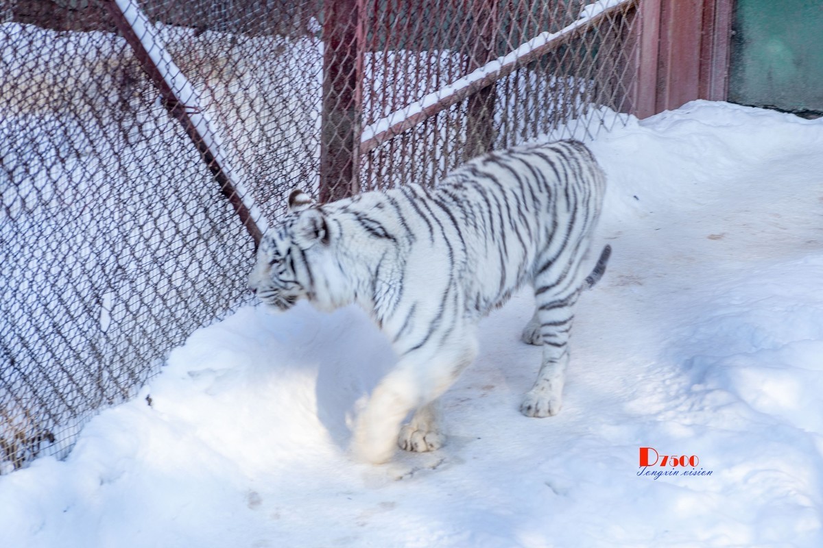 东北虎林园（49）