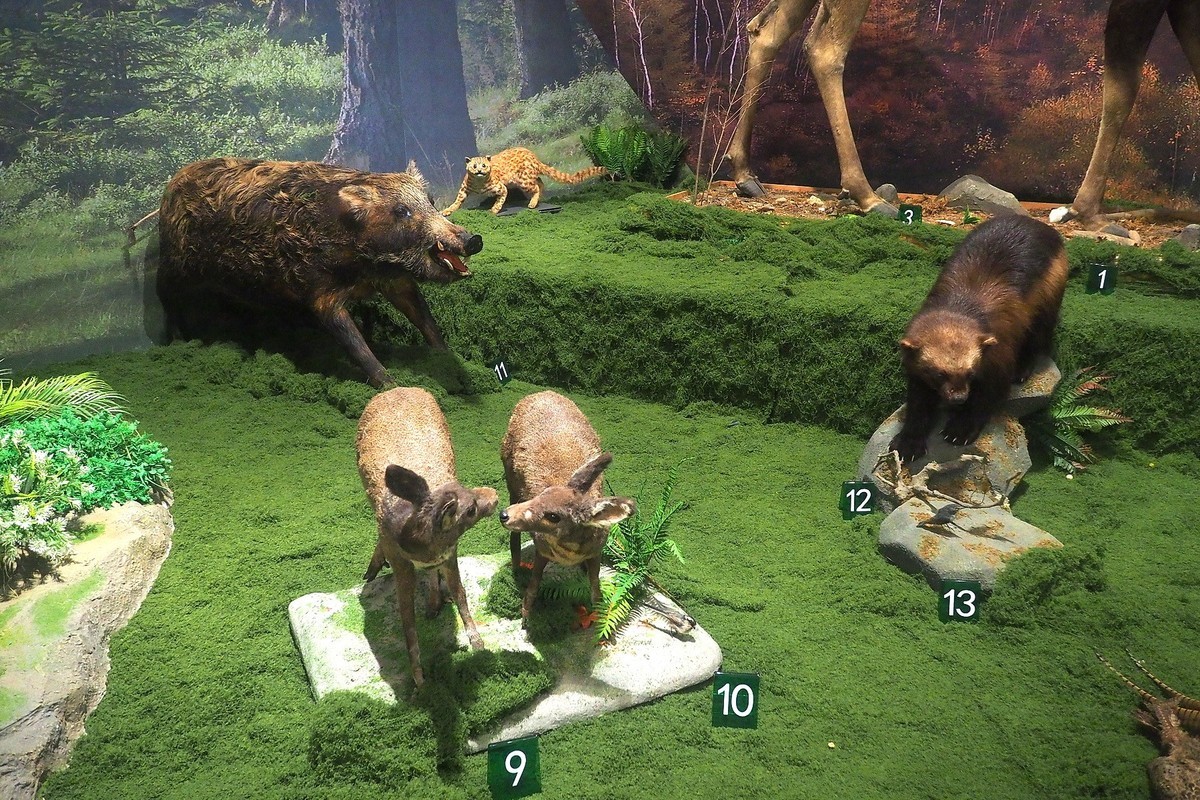 《珍奇生灵—濒危动物展》上