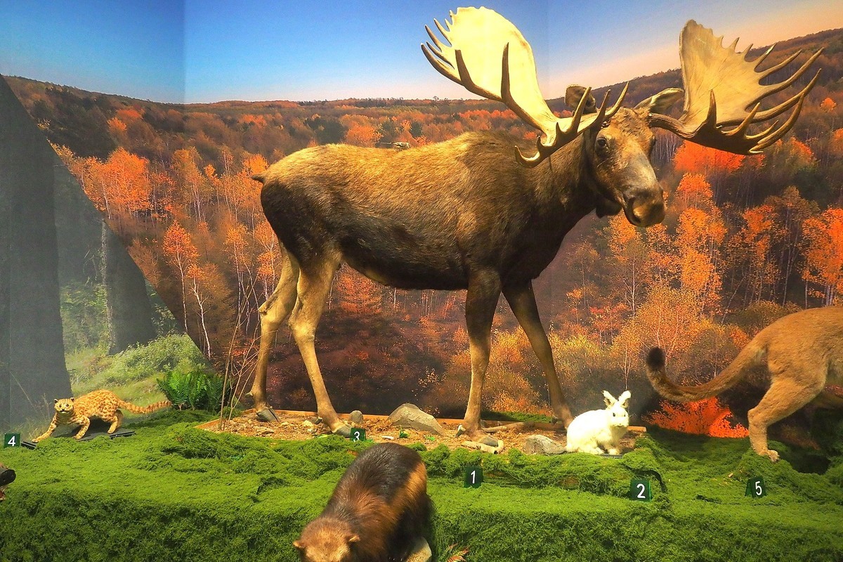 《珍奇生灵—濒危动物展》上