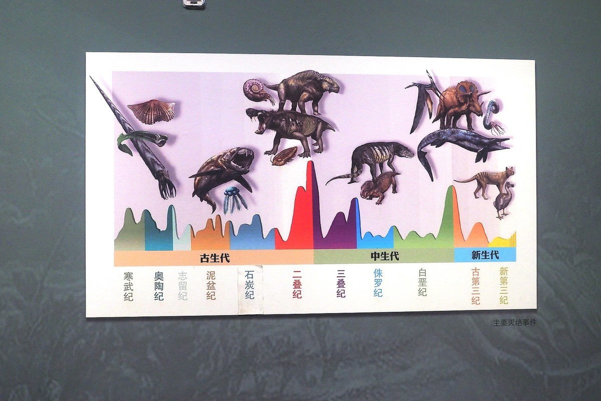 《珍奇生灵—濒危动物展》上