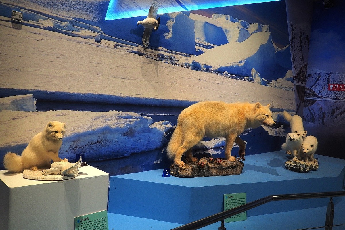 《珍奇生灵—濒危动物展》上