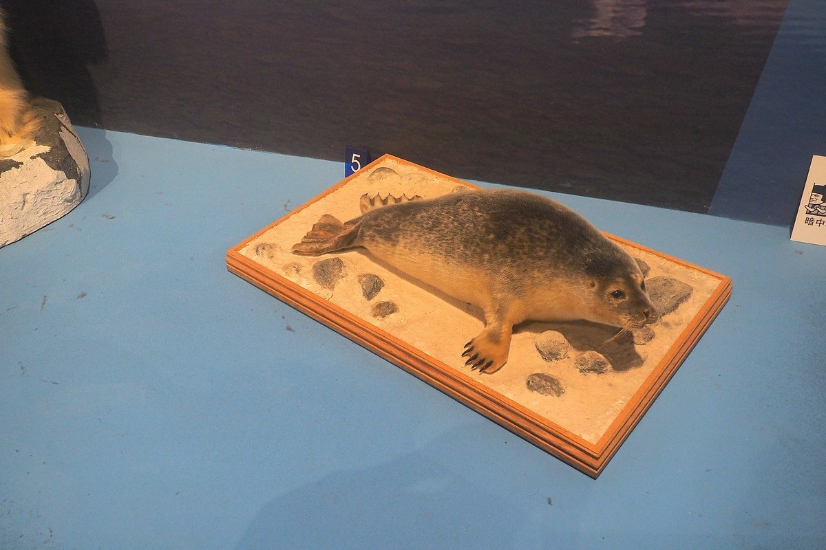 《珍奇生灵—濒危动物展》上