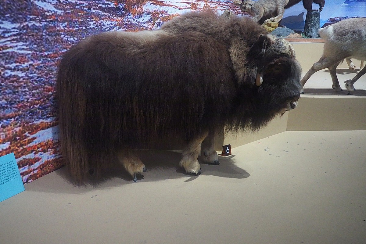 《珍奇生灵—濒危动物展》上