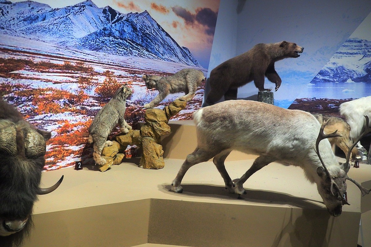 《珍奇生灵—濒危动物展》上