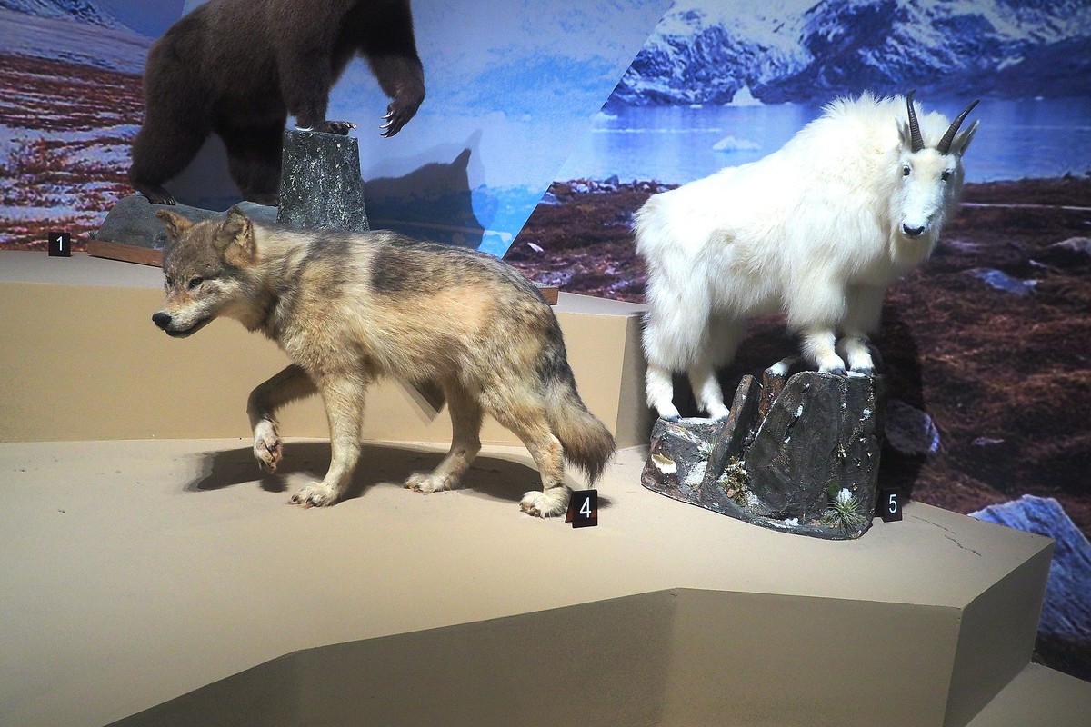 《珍奇生灵—濒危动物展》上