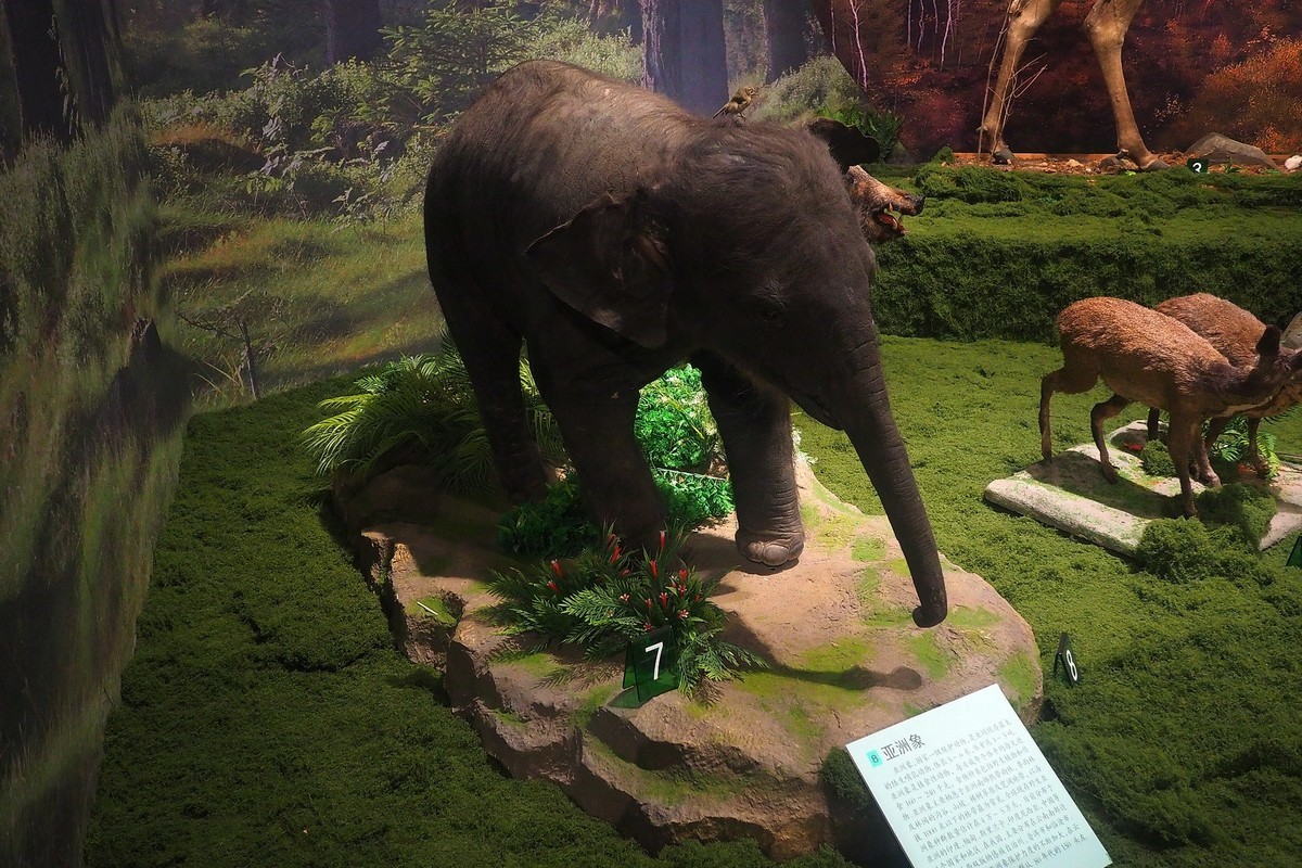 《珍奇生灵—濒危动物展》上