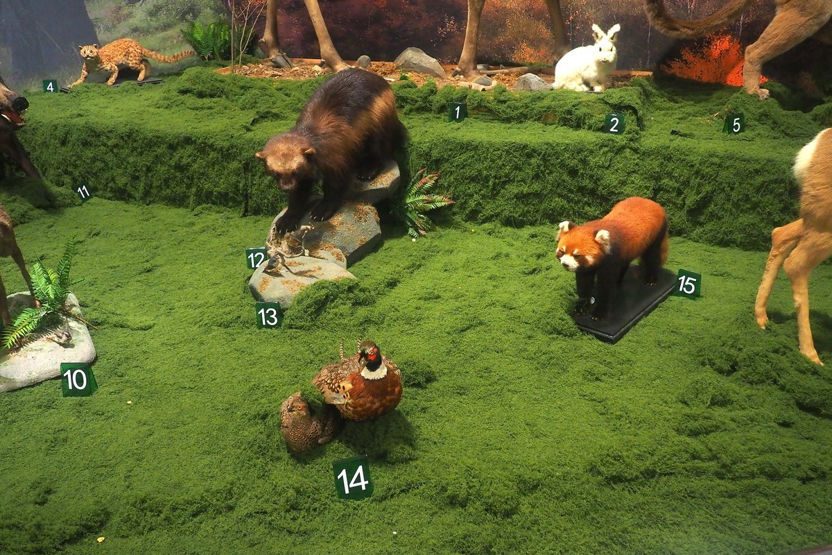 《珍奇生灵—濒危动物展》上