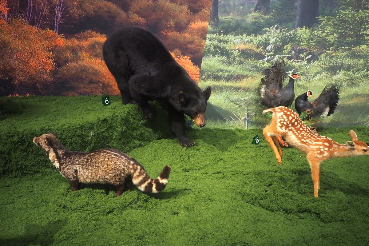 《珍奇生灵—濒危动物展》上