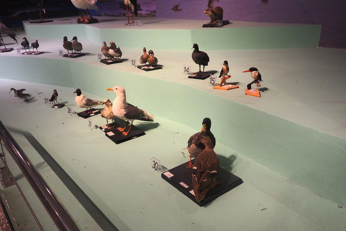 《珍奇生灵—濒危动物展》上