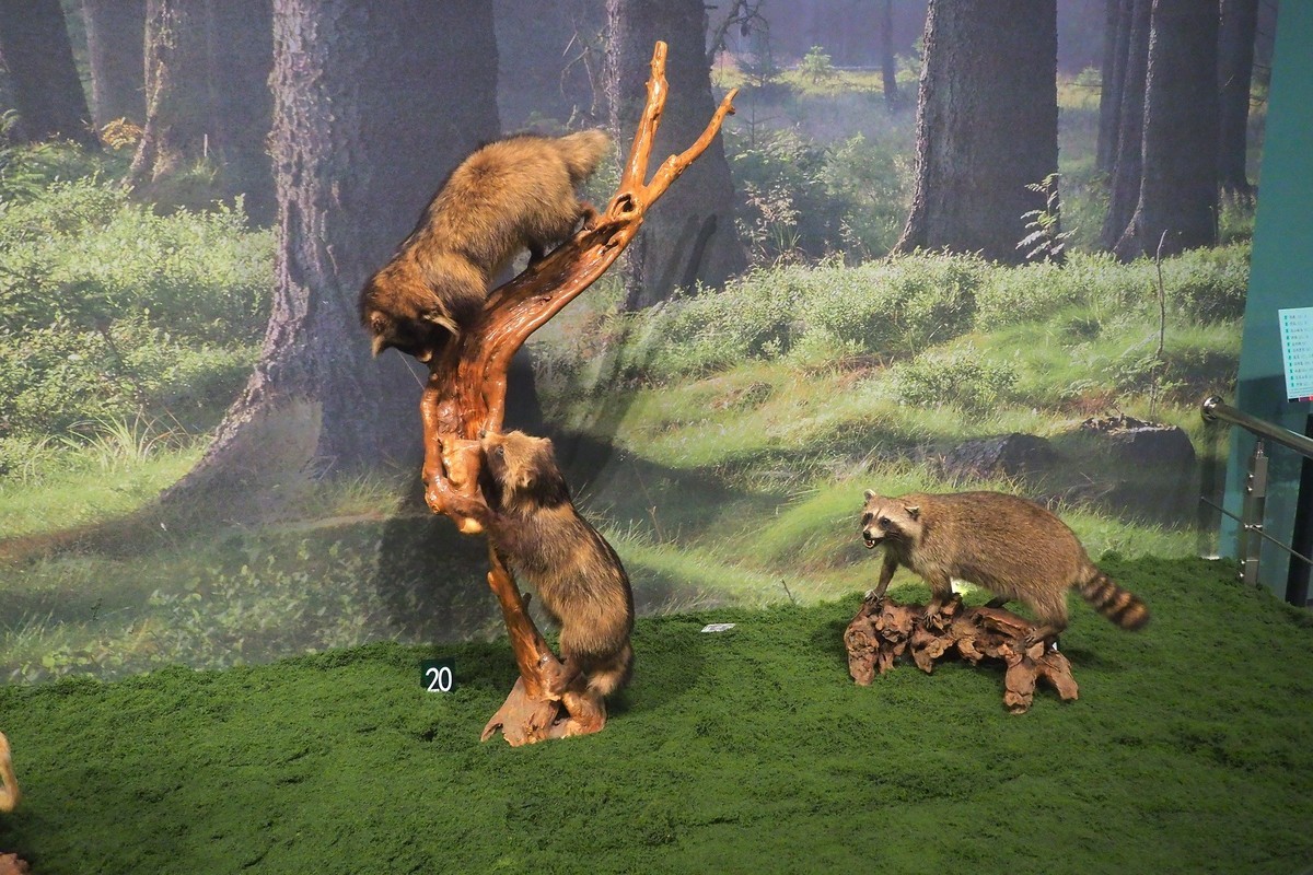 《珍奇生灵—濒危动物展》上