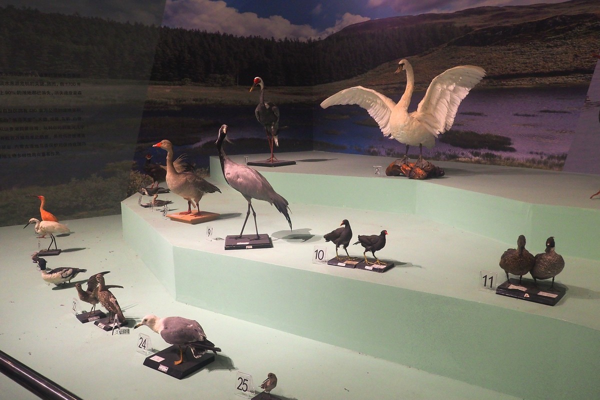 《珍奇生灵—濒危动物展》上