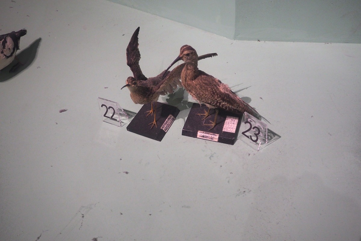 《珍奇生灵—濒危动物展》上