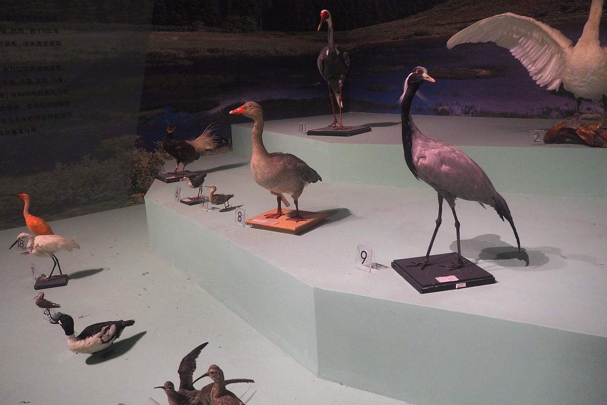 《珍奇生灵—濒危动物展》上