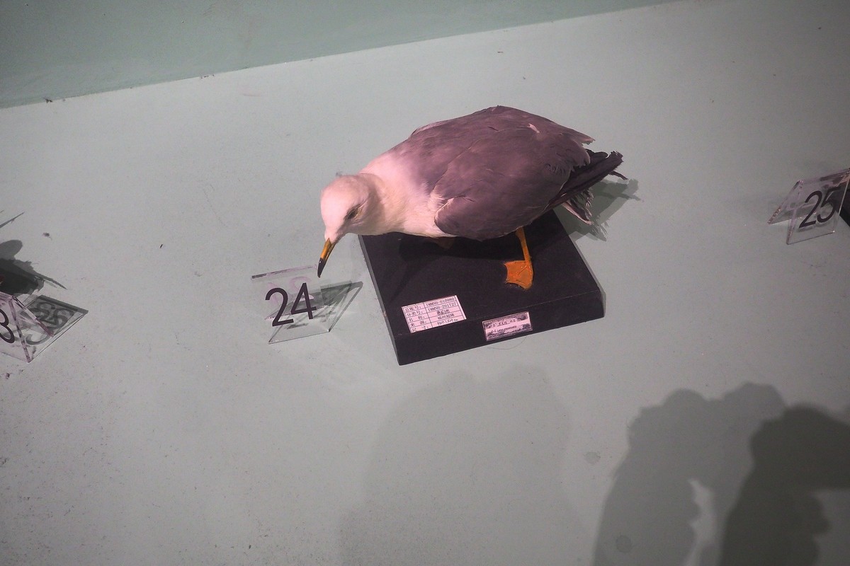 《珍奇生灵—濒危动物展》上