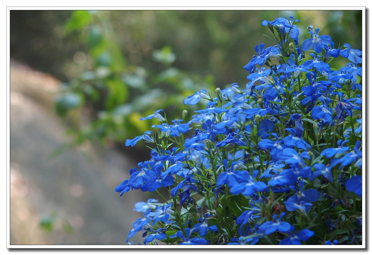 春日野外皆花香（奥林巴斯STYLUS 1拍摄）