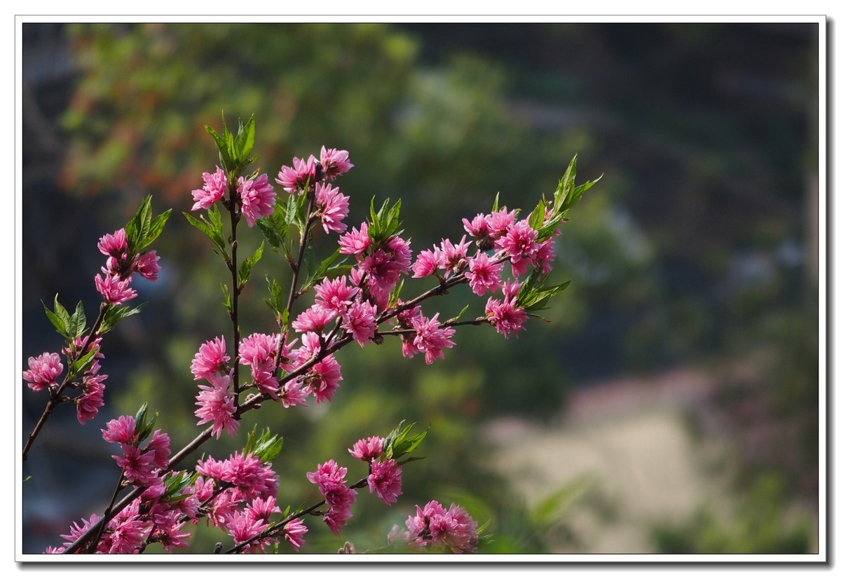 春日野外皆花香（奥林巴斯STYLUS 1拍摄）
