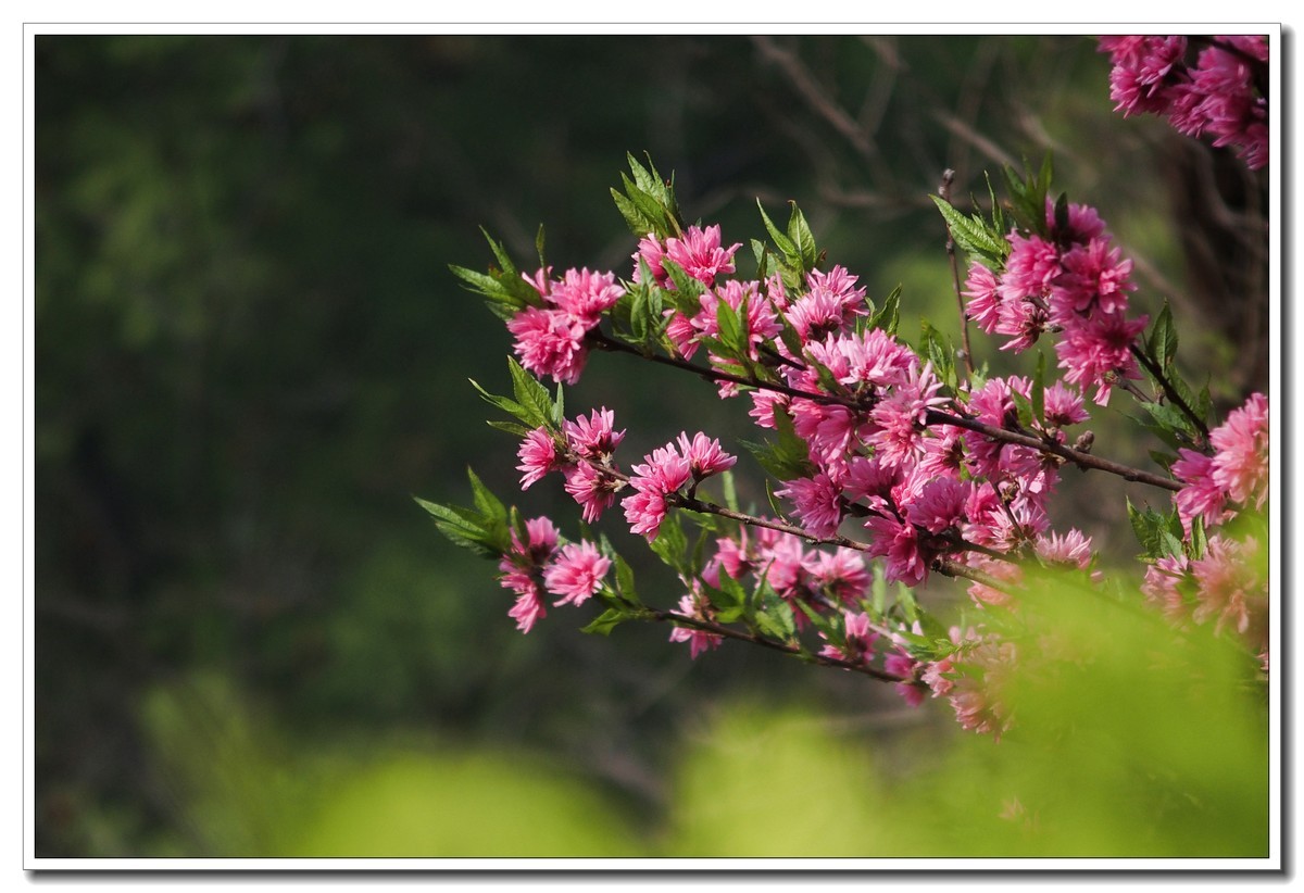 春日野外皆花香（奥林巴斯STYLUS 1拍摄）