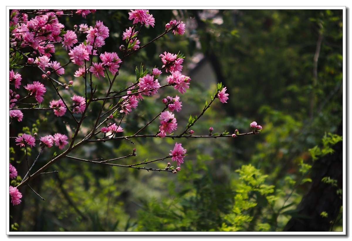 春日野外皆花香（奥林巴斯STYLUS 1拍摄）