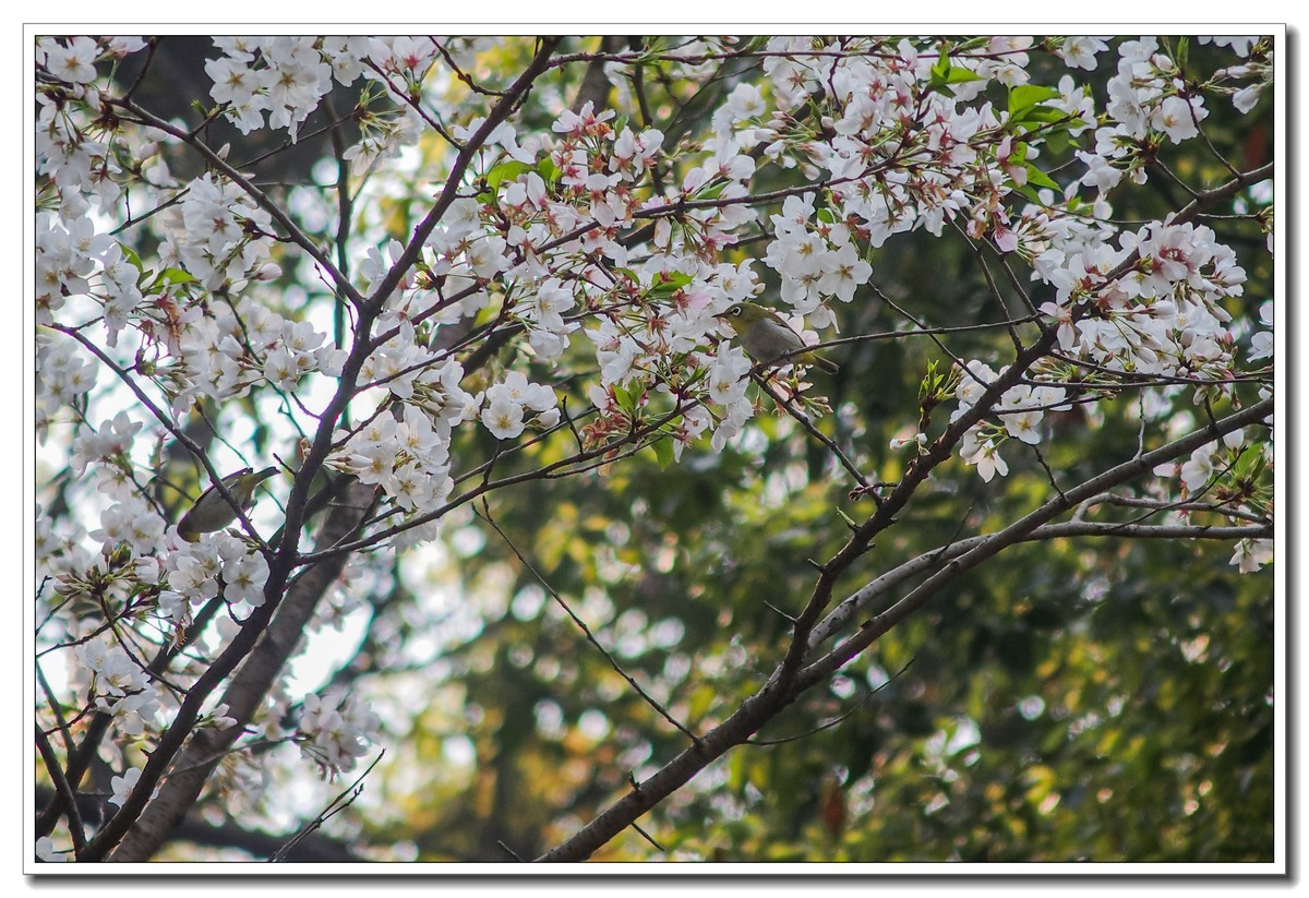 春日野外皆花香（奥林巴斯STYLUS 1拍摄）