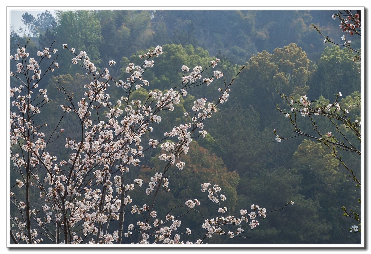 春日野外皆花香（奥林巴斯STYLUS 1拍摄）