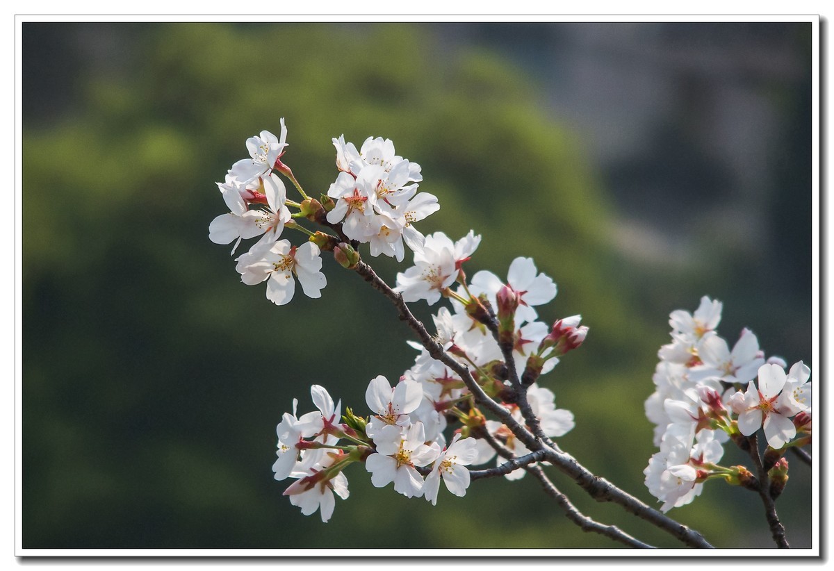 春日野外皆花香（奥林巴斯STYLUS 1拍摄）