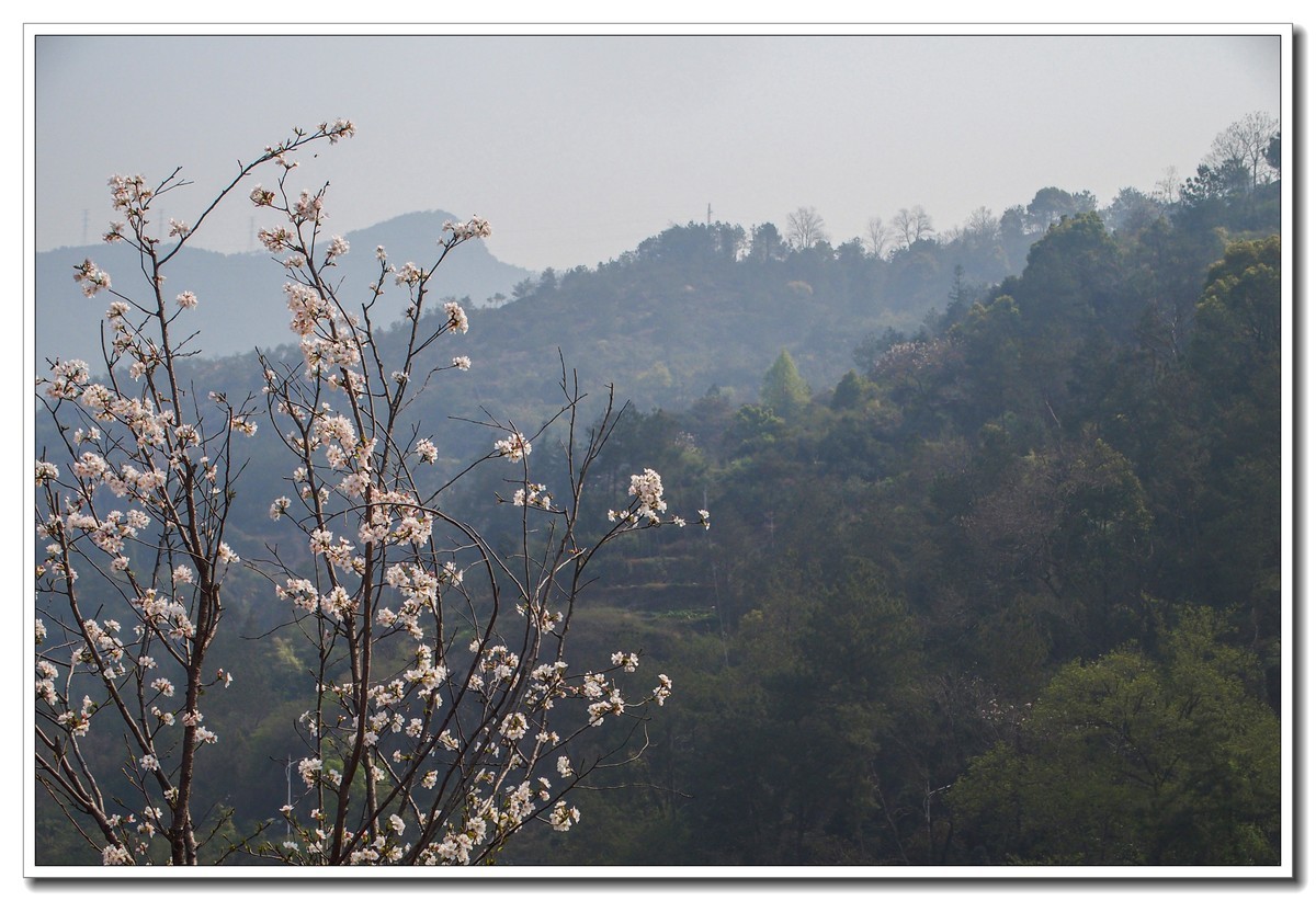 春日野外皆花香（奥林巴斯STYLUS 1拍摄）