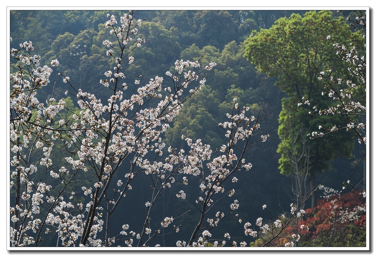春日野外皆花香（奥林巴斯STYLUS 1拍摄）