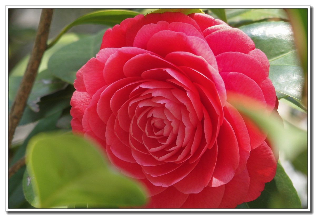 春日野外皆花香（奥林巴斯STYLUS 1拍摄）