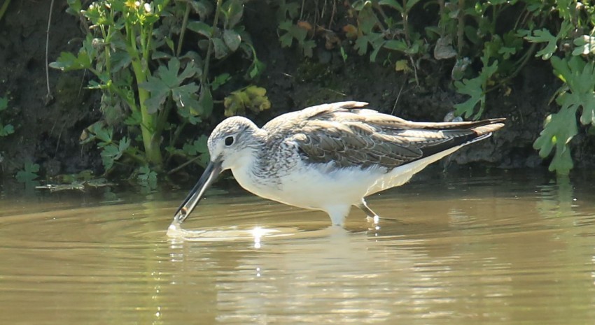 抓拍扇尾沙锥鸟