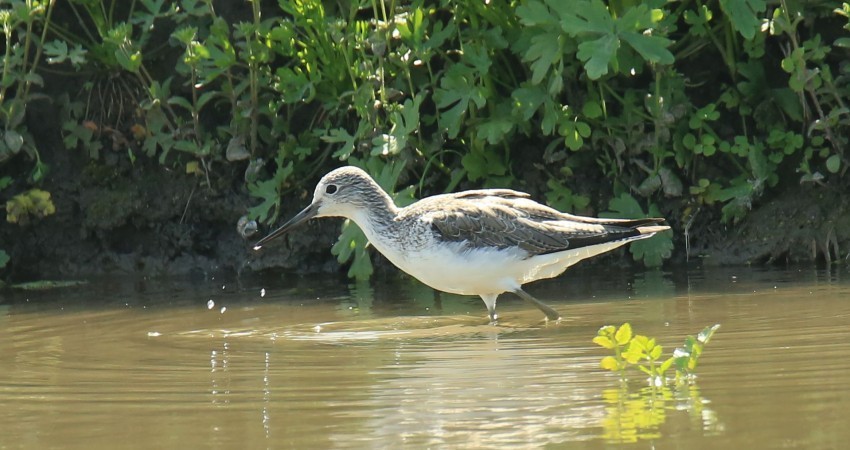 抓拍扇尾沙锥鸟