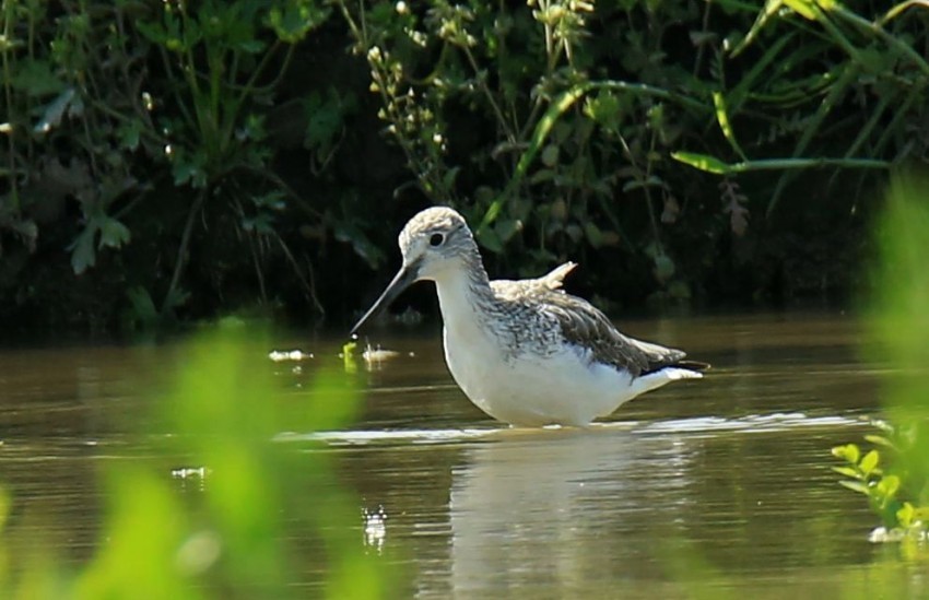 抓拍扇尾沙锥鸟