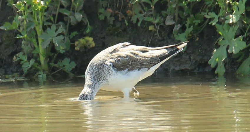 抓拍扇尾沙锥鸟