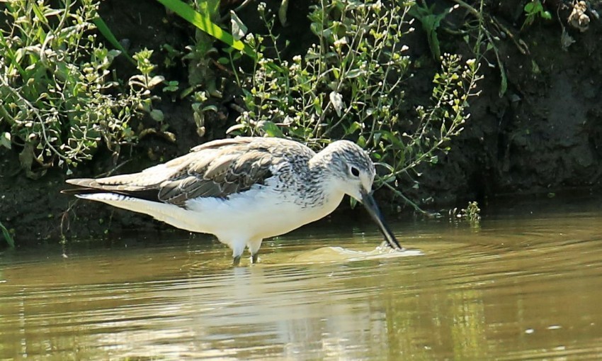 抓拍扇尾沙锥鸟