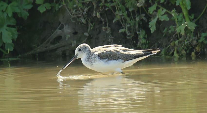 抓拍扇尾沙锥鸟