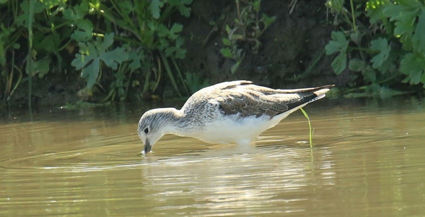 抓拍扇尾沙锥鸟