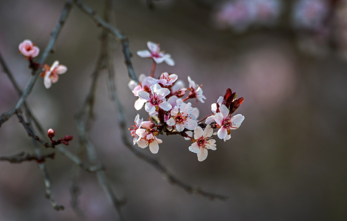 春花（十三）