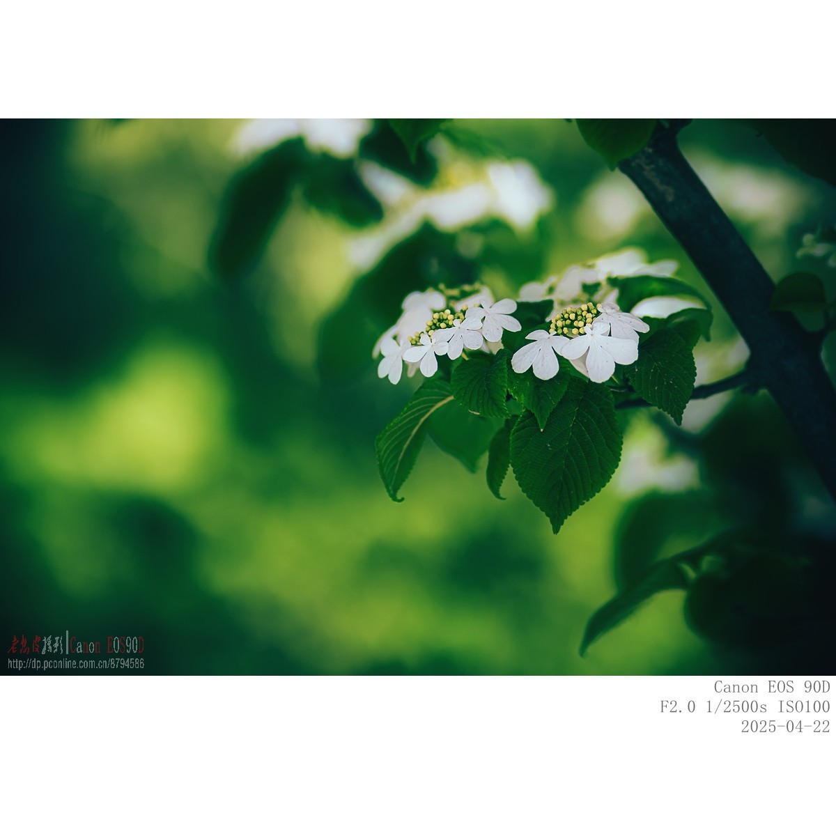 琼花