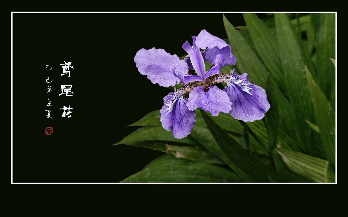 雨滴润靓的鸢尾花