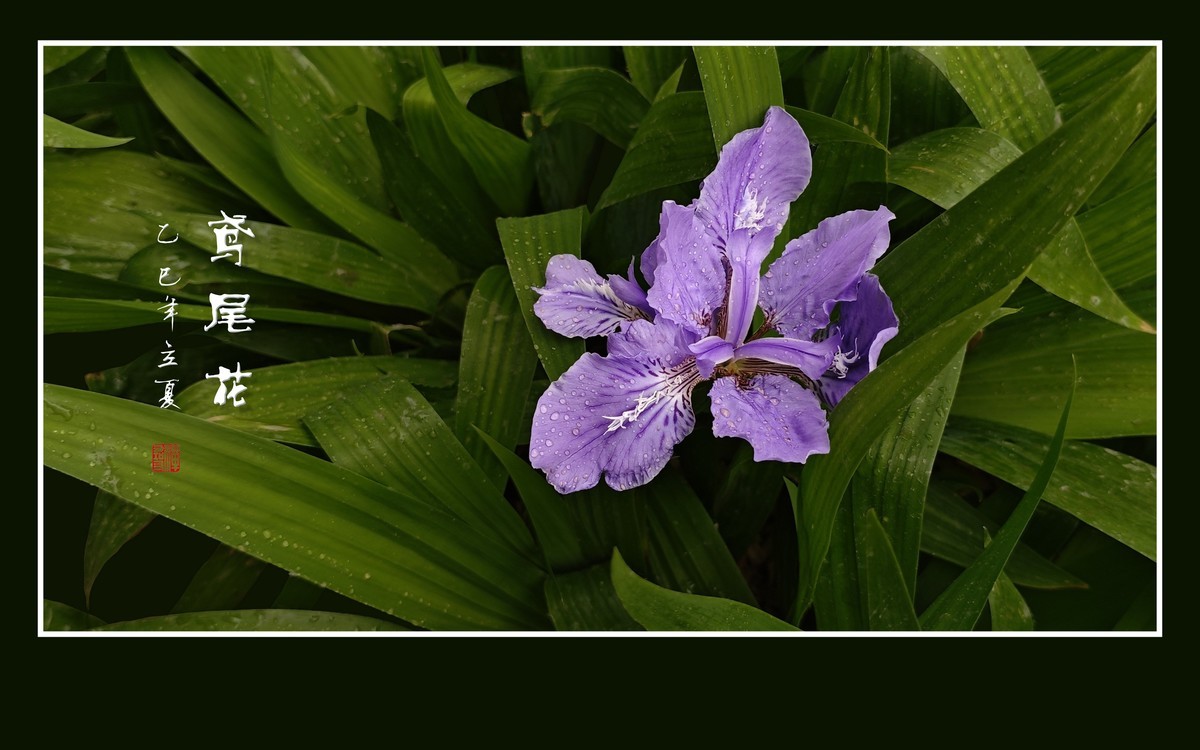 雨滴润靓的鸢尾花