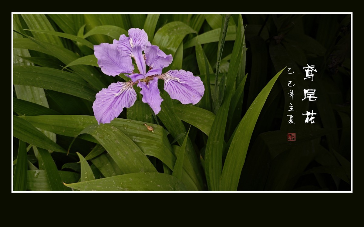 雨滴润靓的鸢尾花